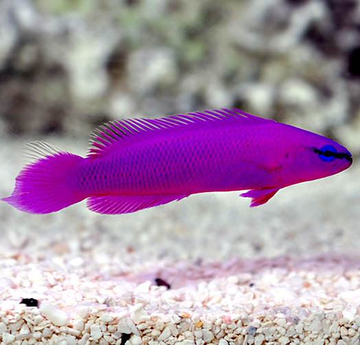 Orchid Pygmy Basslet, Pseudochromis fridmani.(tank bred)