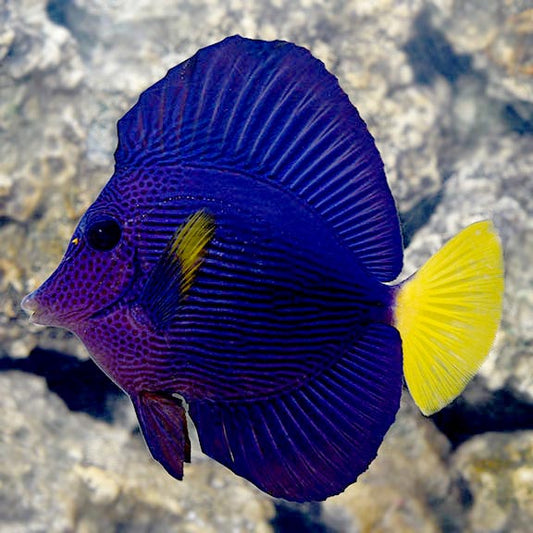 Purple Tang, Zebrasoma xanthurum