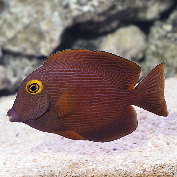 Yellow Eye Kole Tang,  Ctenochaetus strigosus