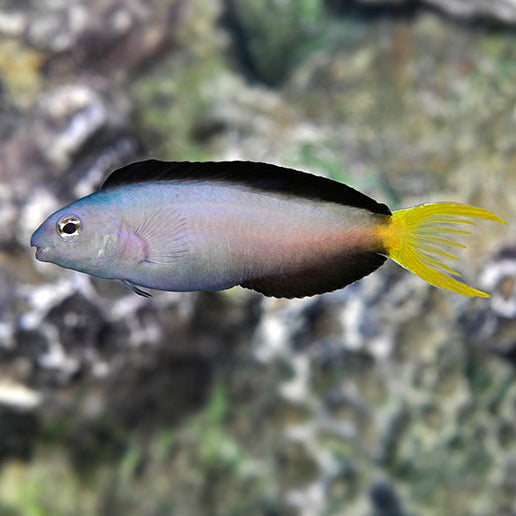 Harptail Blenny, Meiacanthus mossambicus – The Reef Experience