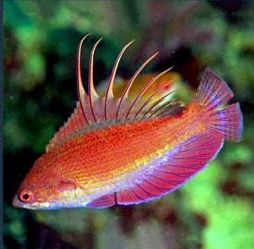 Linespot Flasher Wrasse, Paracheilinus lineopunctatus