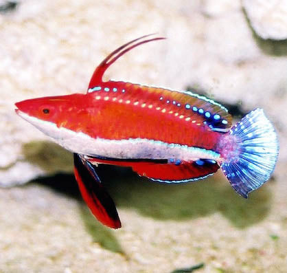 Seafighter Dwarf Parrot Wrasse