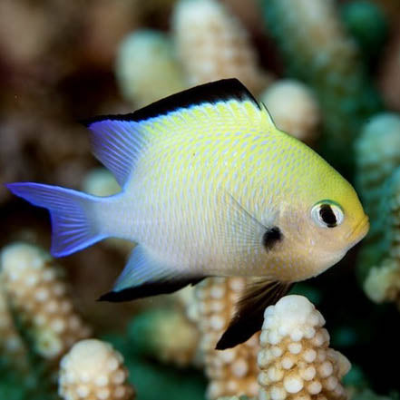 Marginate Damsel, Dascyllus marginatus.