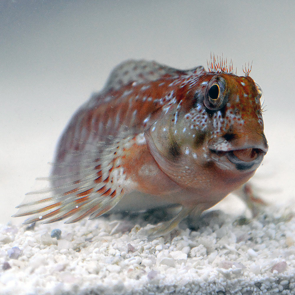 Molly Miller Blenny, Scartella cristata (tank bred)