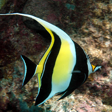 Moorish Idol, Zanclus cornutus.