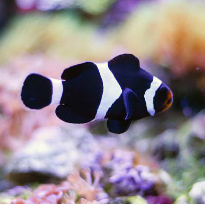 Tank bred Black & White Clownfish  Amphiprion ocellaris