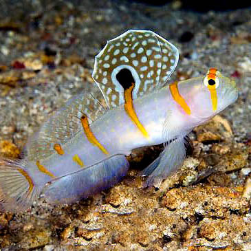 Orange Stripe Prawn Goby,  Amblyeleotris randalli.