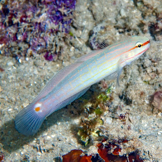 Orange Lined Goby, Amblygobius decussatus