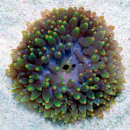 Orange tip Green Bubble Anemone