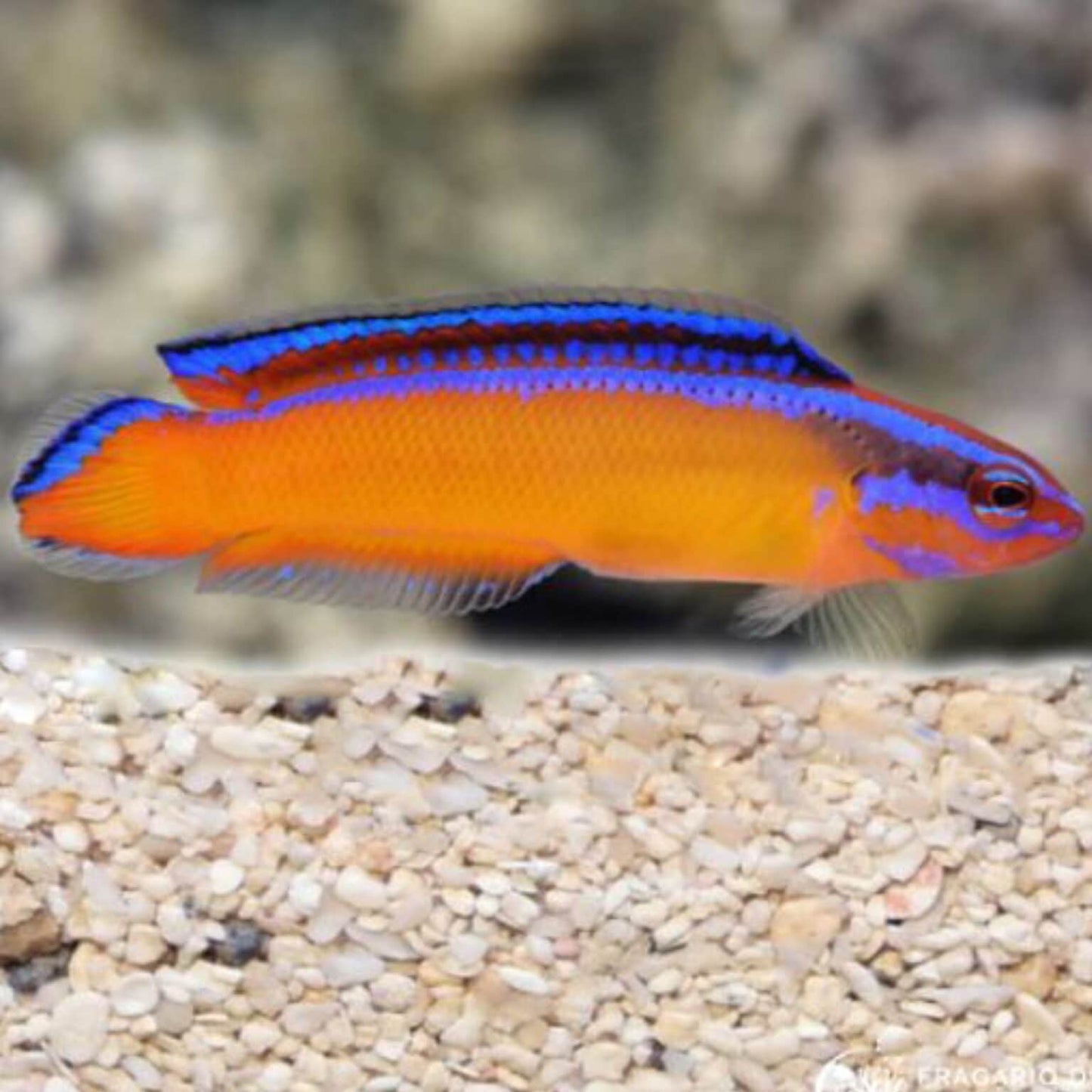 Neon Pygmy basslet, Pseudochromis aldabraensis