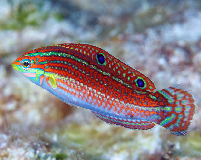 Ornate Wrasse, Halichoeres ornatissimus – The Reef Experience