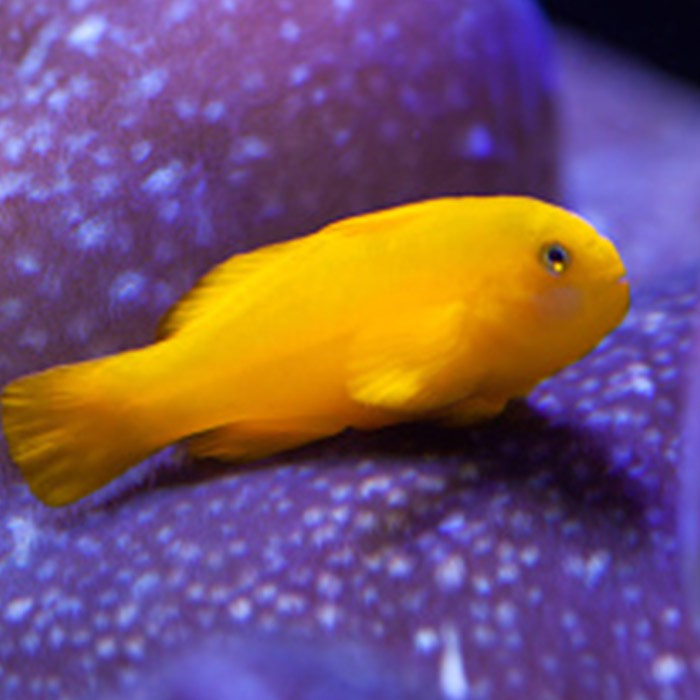 Yellow Coral Goby, Okinawa goby