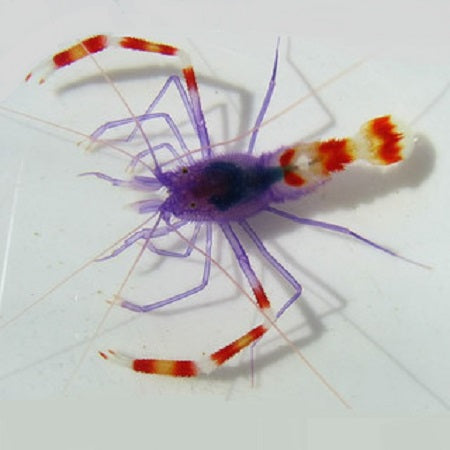 Blue Boxer Shrimp Stenopus tenuirostris
