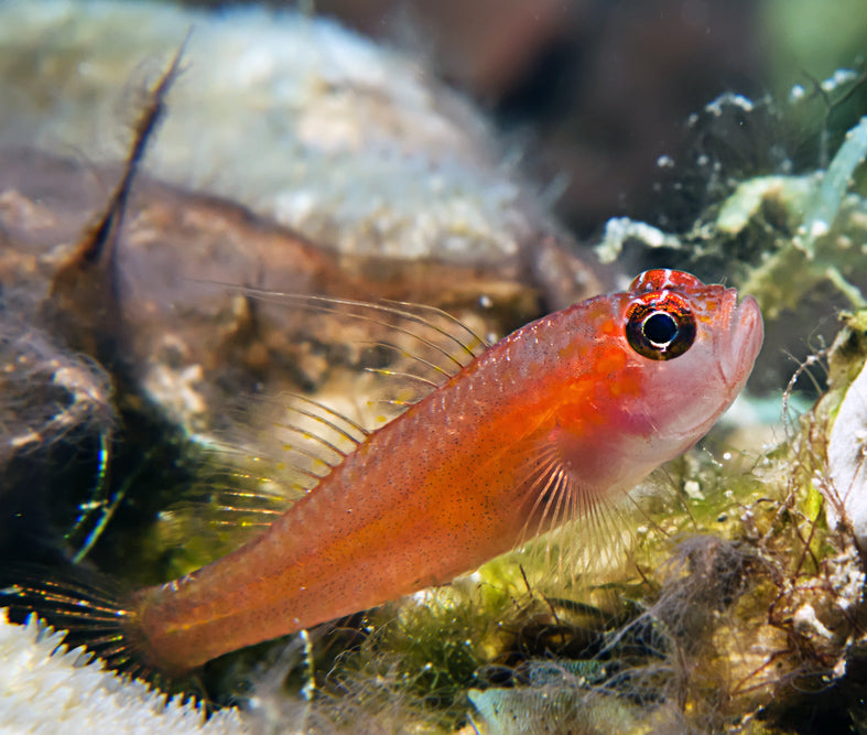 Skunk Pygmy Goby, Eviota bifasciata