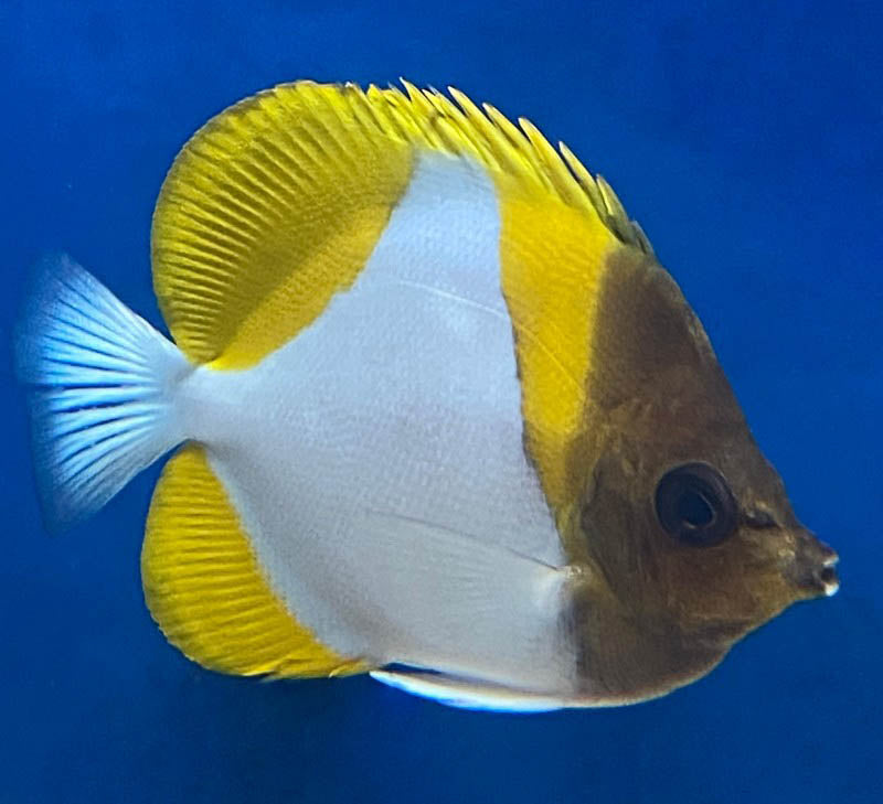 Yellow Pyramid Butterflyfish,  Hemitaurichthys polylepis.