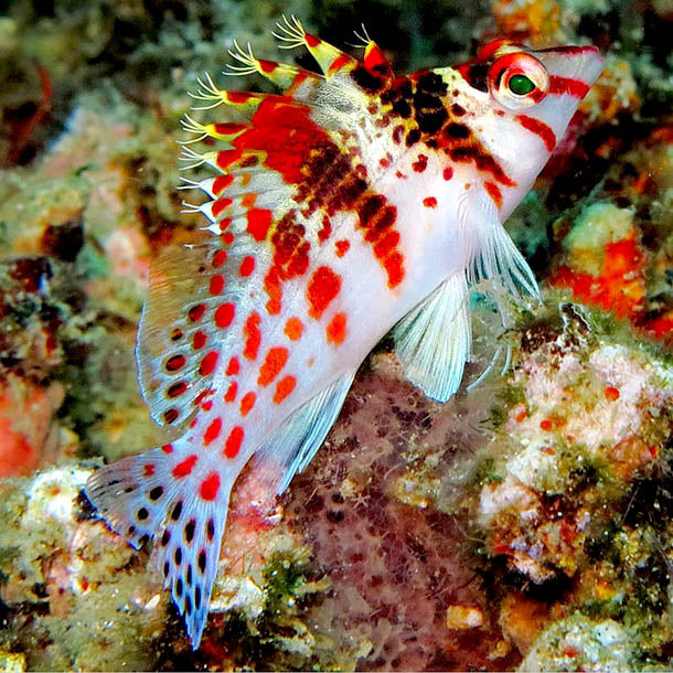 Falco Hawkfish, Cirrhitichthys falco