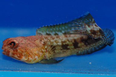 Red Jawfish (Opistognathus rufilineatus)
