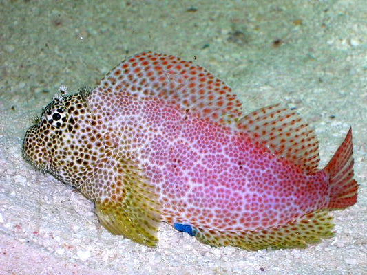 Red Sailfin Blenny, exallias brevis