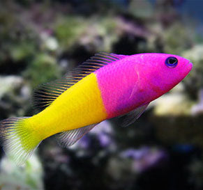 Royal Dottyback, Pseudochromis paccagnellae