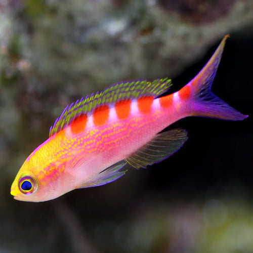 Saddleback Anthias, Pseudanthias flavoguttatus