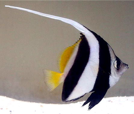 Schooling Bannerfish, Heniochus diphreutes