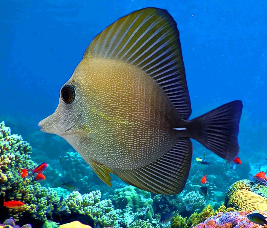 Brown Sailfin Tang,  Zebrasoma Scopas