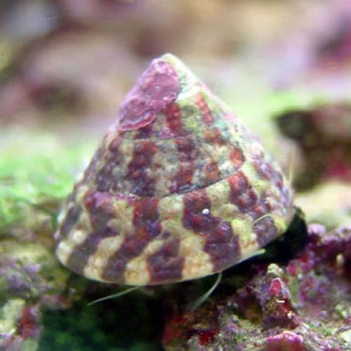 Turbo Snail (Pyramid-Small) Trochus Histrio