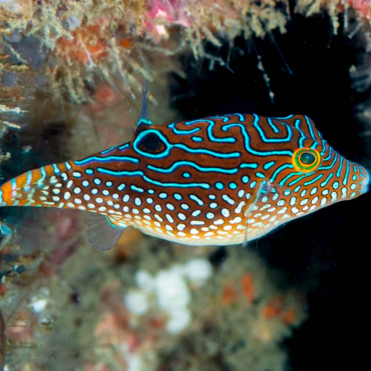 Jewel Pufferfish Canthigaster solandri