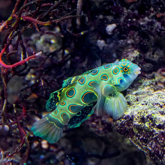 Spotted Mandarin, Synchiropus picturatus