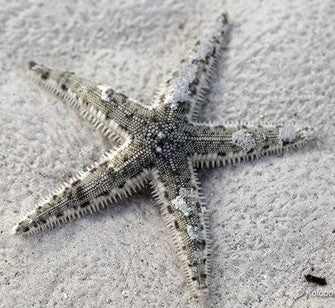 Sand Sifting StarfFish, Astropecten Sp.