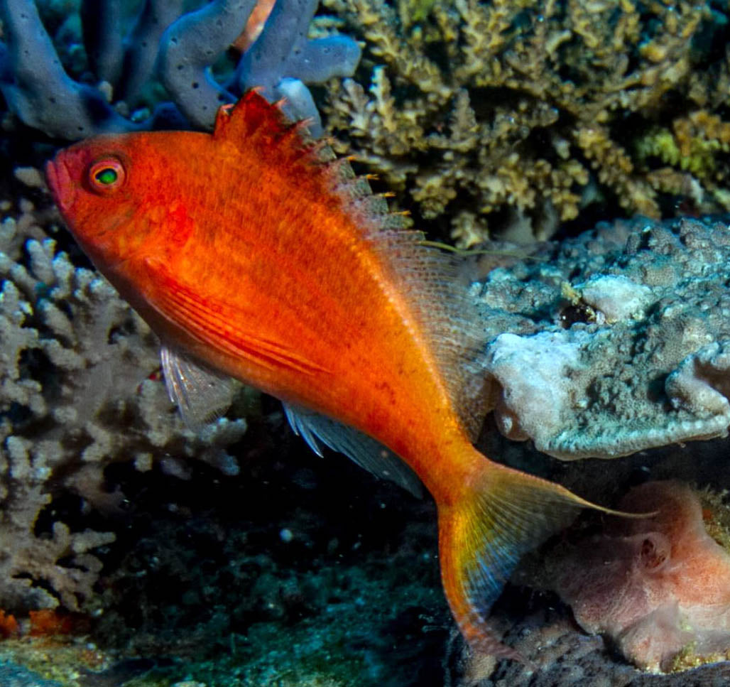 Swallowtail Hawkfish, Cyprinocirrhites polyactis