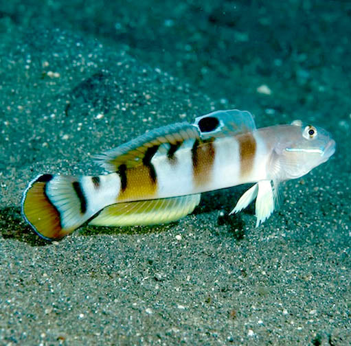 Tiger Goby,  Valenciennea wardii