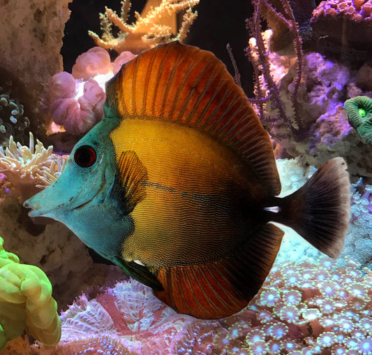 Tri Colour Scopas Tang,  Zebrasoma Scopas.