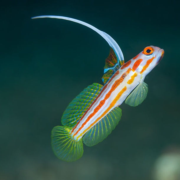 Yasha Shrimp Goby Stonogobiops yasha/ Randals pistol shrimp pair