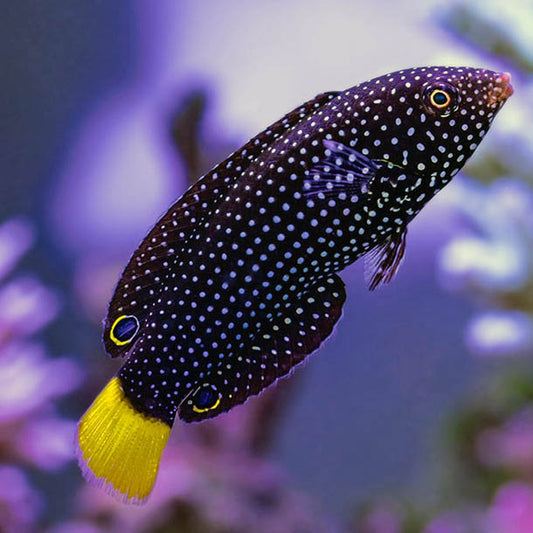 Yellowtail Wrasse, Anampses meleagrides