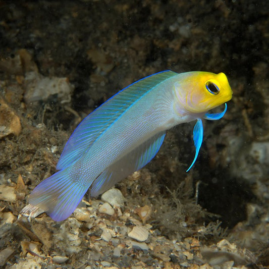 Yellowhead Jawfish (Opistognathus rufilineatus)